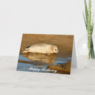 Cute Grey Seal Pup - Happy Birthday Greeting Card