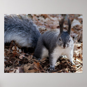 Cute grey squirrel in autumn poster
