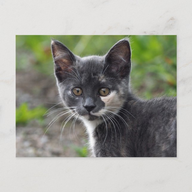 Cute Grey Tortoiseshell Cat Photo Postcard (Front)