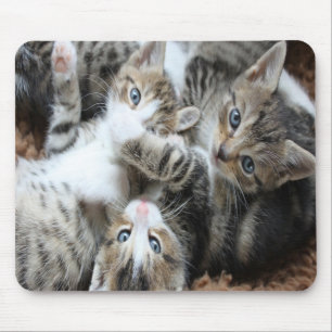 Cute Grey Tricolor Kittens/Add Your Pet's Photo Mouse Mat