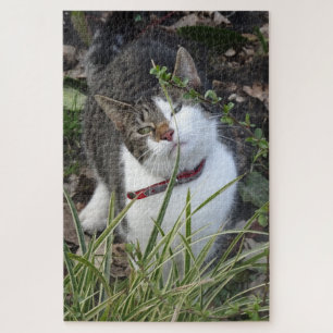 Cute Grey White Cat Puzzle