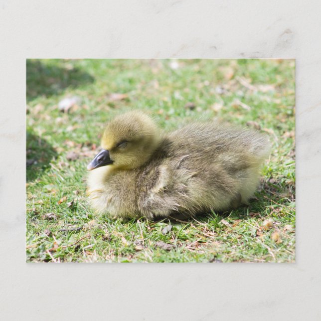 Cute Greylag Gosling Postcard (Front)