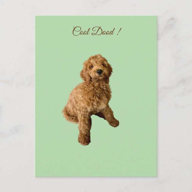 Cute Groodle Postcard (Front)