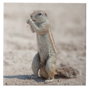 Cute ground sqirrel tile