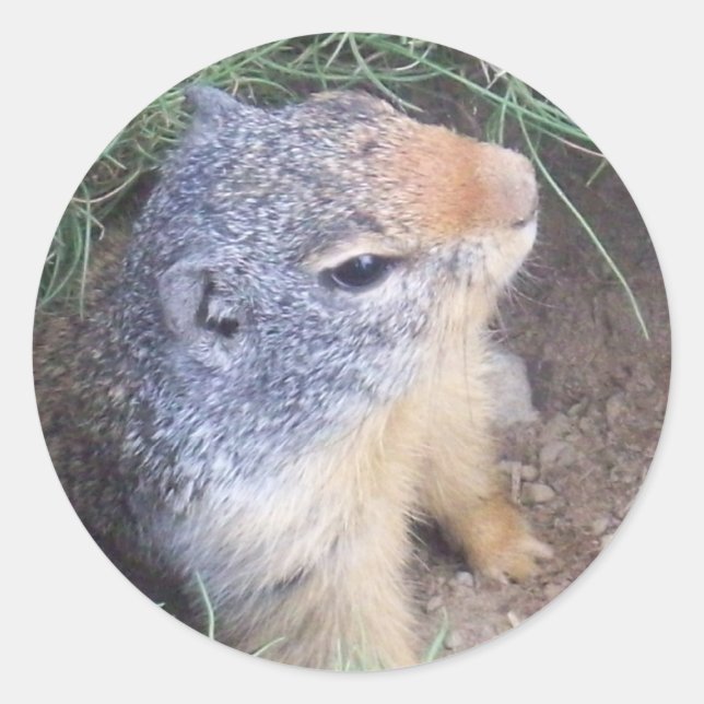 Cute Groundhog Sticker (Front)