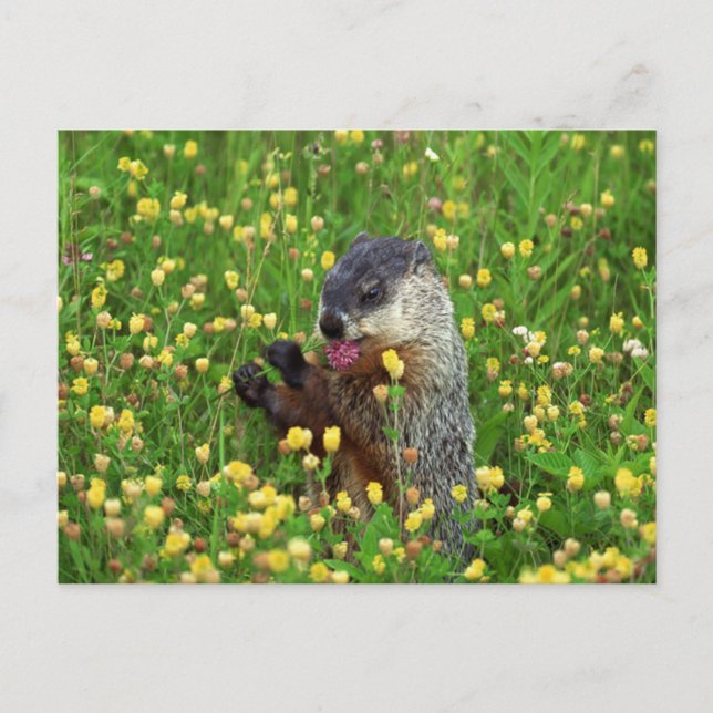 Cute Groundhog with Flower Postcard (Front)