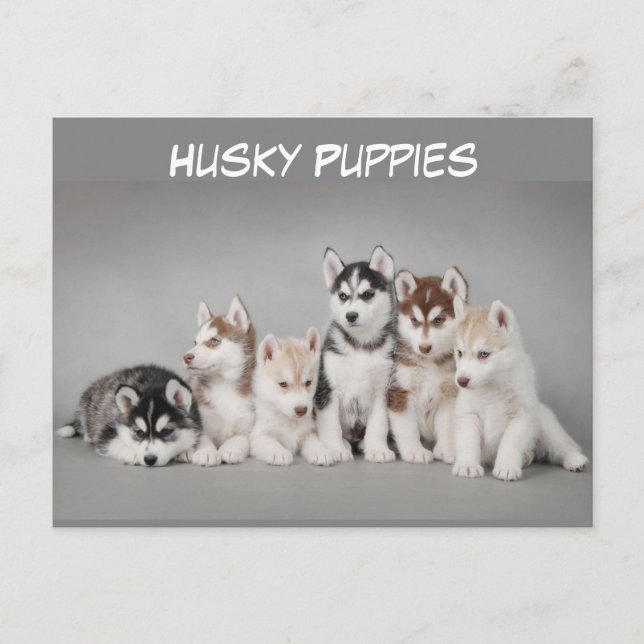 Cute Group of Husky Puppies Postcard (Front)