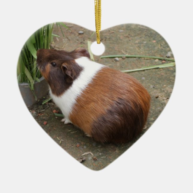 Cute Guinea Pig Ceramic Tree Decoration (Front)