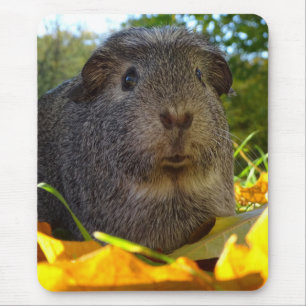 Cute Guinea Pig in Nature Mouse Mat