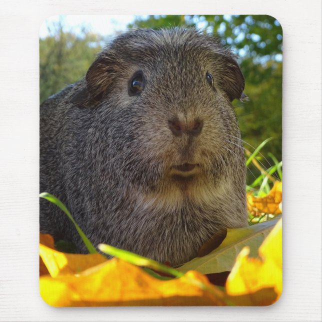 Cute Guinea Pig in Nature Mouse Mat (Front)