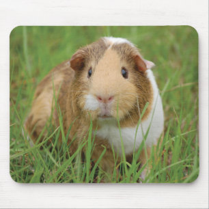 Cute Guinea Pig Mouse Mat