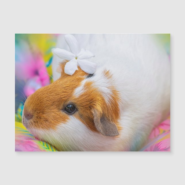 Cute Guinea Pig Pet (Front)