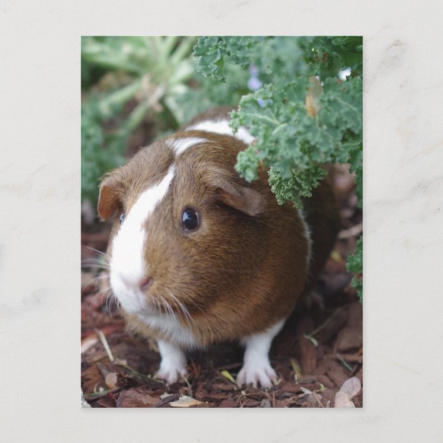 Cute Guinea Pig Postcard (Front)