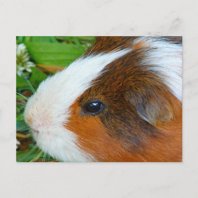 Cute Guinea Pig Postcard (Front)