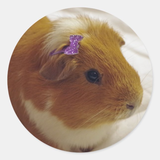 Cute Guinea pig stickers (Front)