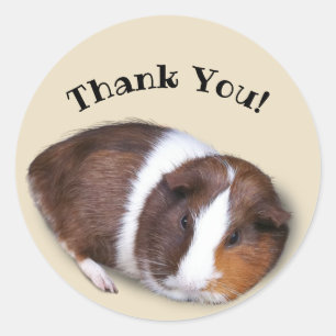 Cute Guinea Pig Thank You Classic Round Sticker