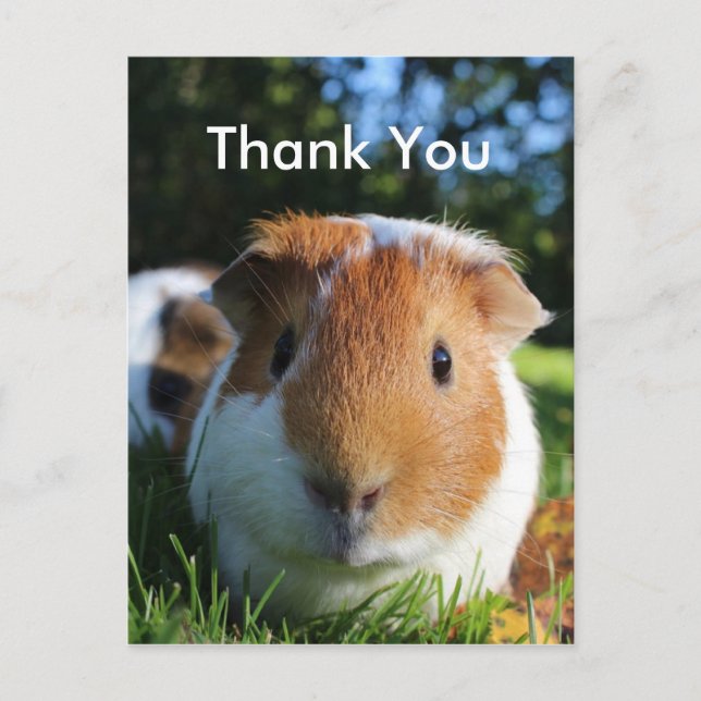 Cute Guinea Pig Thank You Postcard (Front)