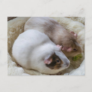 Cute Guinea pigs view postcard