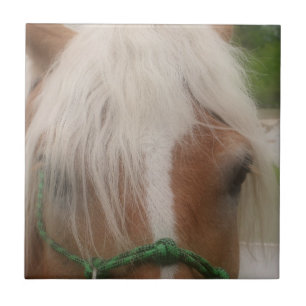 Cute Haflinger Horse Face Animal Tile