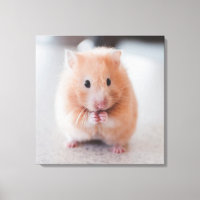 Cute Hamster Love Animals