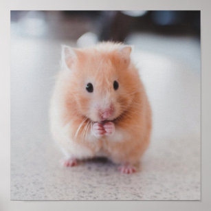 Fuzzy hamster 2024