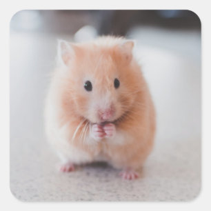 Cute Hamster Love Animals Square Sticker