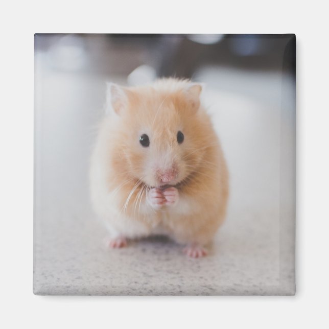 Cute hamster magnet (Front)