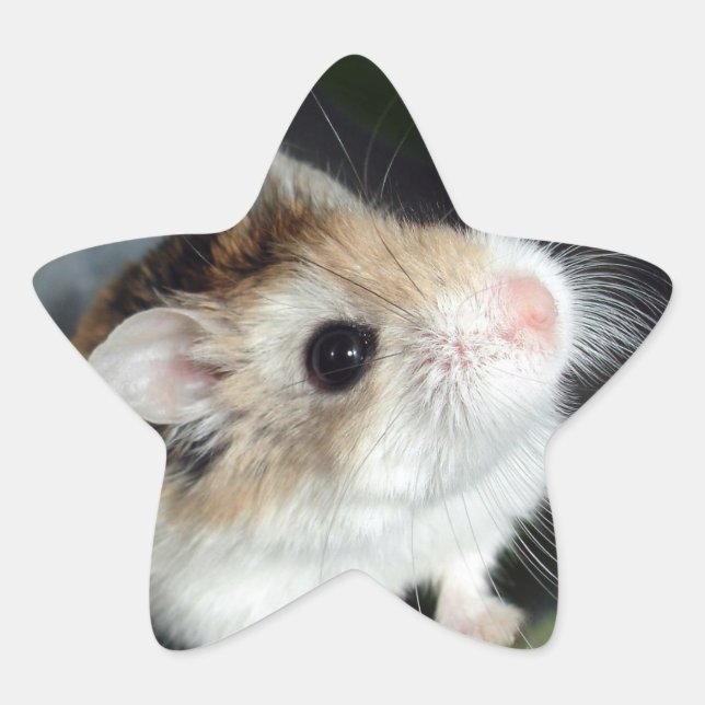 Cute Hamster Star Stickers (Front)