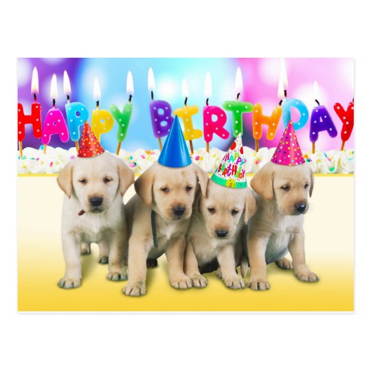 Cute Happy Birthday Puppies Postcard Zazzle Co Uk