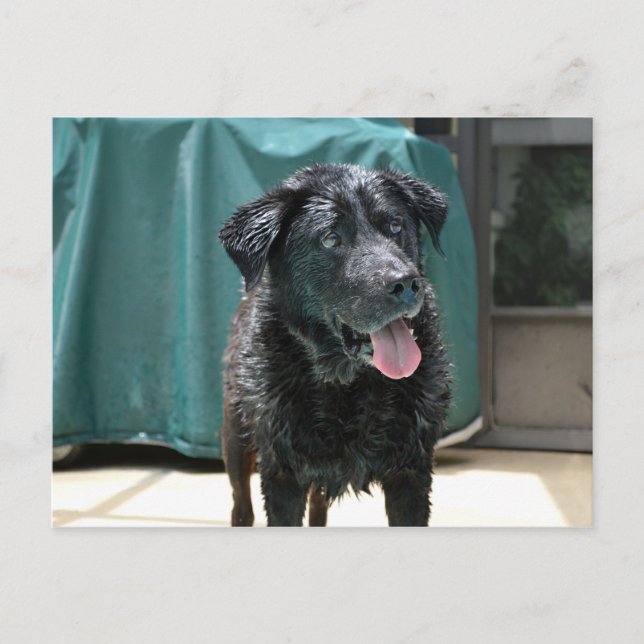 Cute Happy Wet Black Lab Stands on Pool Deck Postcard (Front)