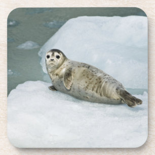 Cute Harbor Seal on Snow Coaster