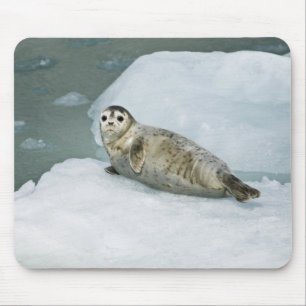 Cute Harbour Seal on Snow Mouse Mat