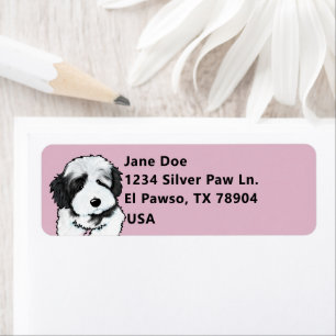 Cute Havanese