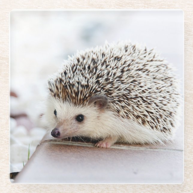 Cute Hedgehog Baby Glass Coaster (Front)