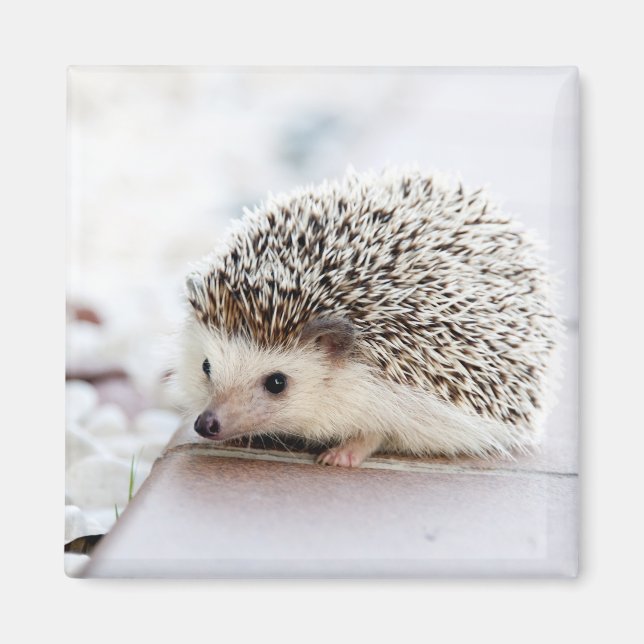 Cute Hedgehog Baby Magnet (Front)