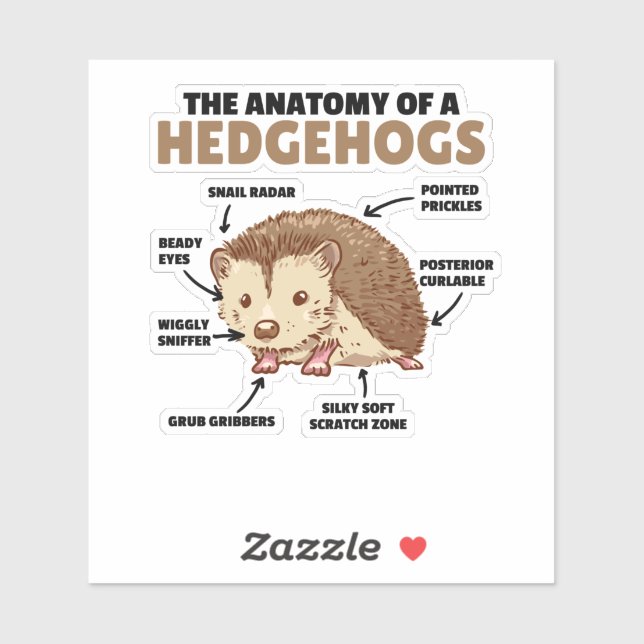 Cute Hedgehog Explanation Anatomy Of A Hedgehogs (Sheet)