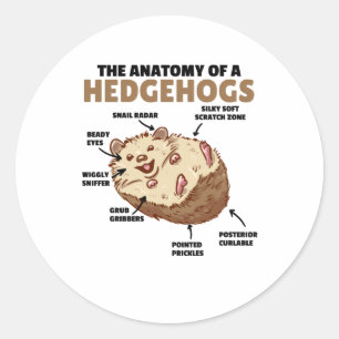 Cute Hedgehog Explanation Anatomy Of A Hedgehogs Classic Round Sticker