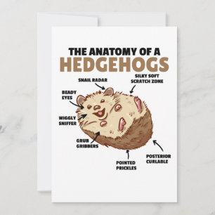 Cute Hedgehog Explanation Anatomy Of A Hedgehogs Invitation