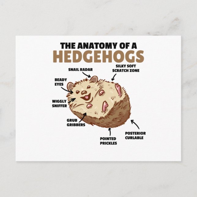 Cute Hedgehog Explanation Anatomy Of A Hedgehogs Postcard (Front)