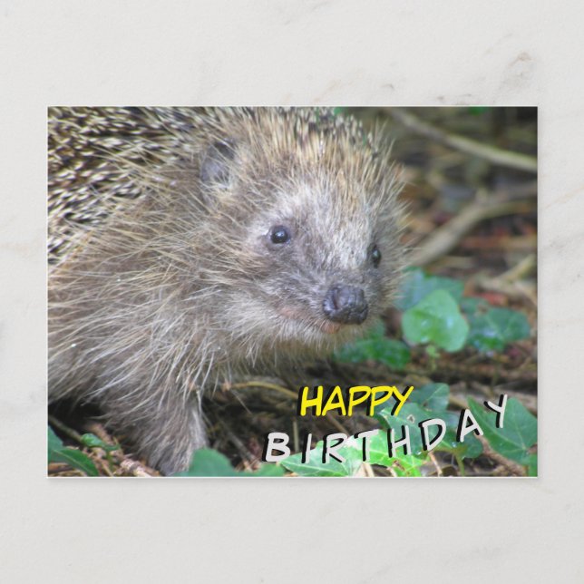 Cute Hedgehog Happy Birthday Postcard (Front)