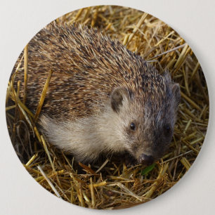 Cute Hedgehog In Stubble Field 6 Cm Round Badge