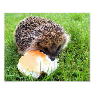 CUTE HEDGEHOG PHOTO PRINT
