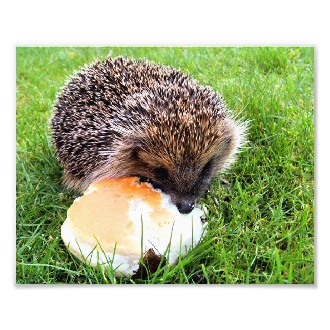 CUTE HEDGEHOG PHOTO PRINT (Front)