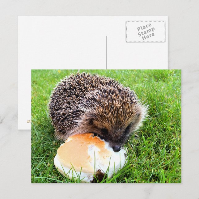 CUTE HEDGEHOG POSTCARD (Front/Back)