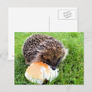 CUTE HEDGEHOG POSTCARD