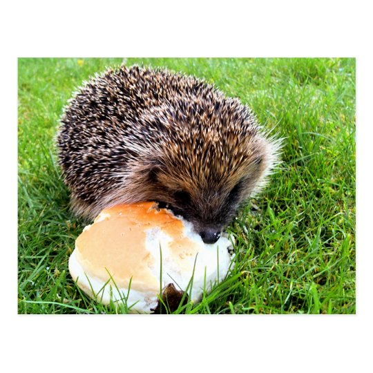 CUTE HEDGEHOG POSTCARD