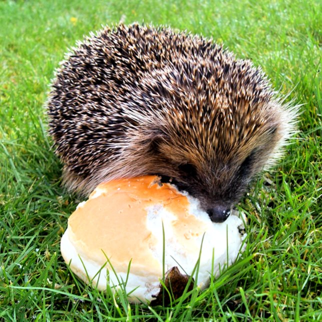 CUTE HEDGEHOG TRAVEL MUG (A cute little hedgehog enjoying a rather large meal! )
