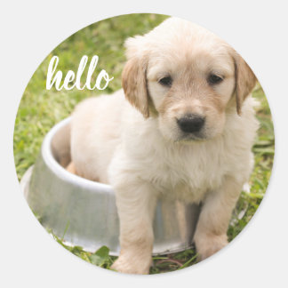 Cute Hello Golden Retriever Puppy Dog Classic Round Sticker
