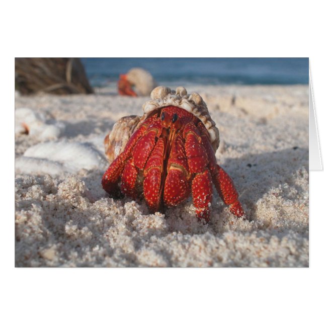 Cute Hermit Crab on White Sandy Beach Closeup (Front Horizontal)
