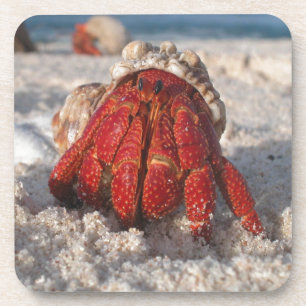 Cute Hermit Crab on White Sandy Beach Closeup Coaster